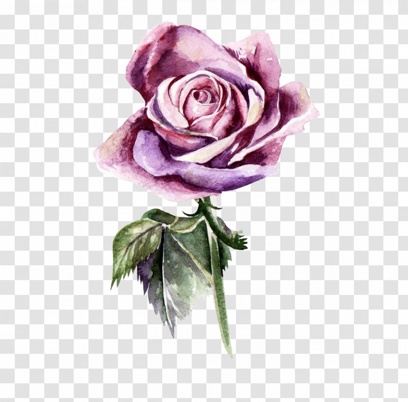 Garden Roses Watercolor Painting Watercolour Flowers Photography - Plant Stem Transparent PNG