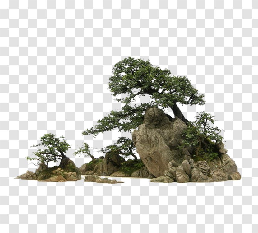 Bonsai 庭石 Rock Stone - Pine Transparent PNG