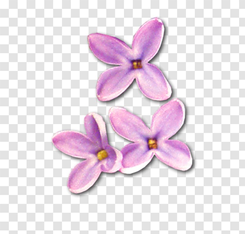 Download Lilac Clip Art - Flower - Moth Orchid Transparent PNG