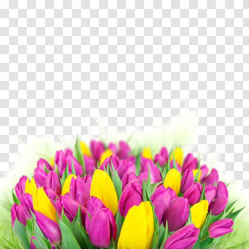 Tulip Flower Bouquet Wallpaper - Display Resolution - Beautiful Flowers Transparent PNG