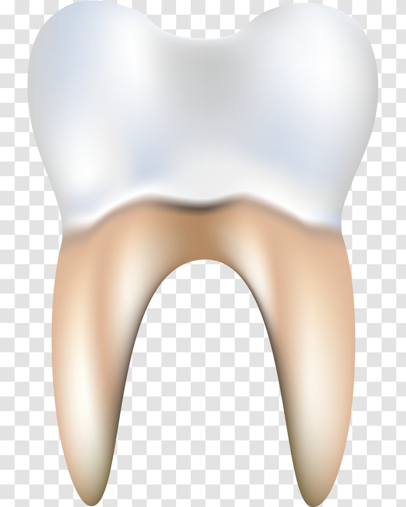 Tooth Dentistry Euclidean Vector - Frame - Teeth And Gums Transparent PNG