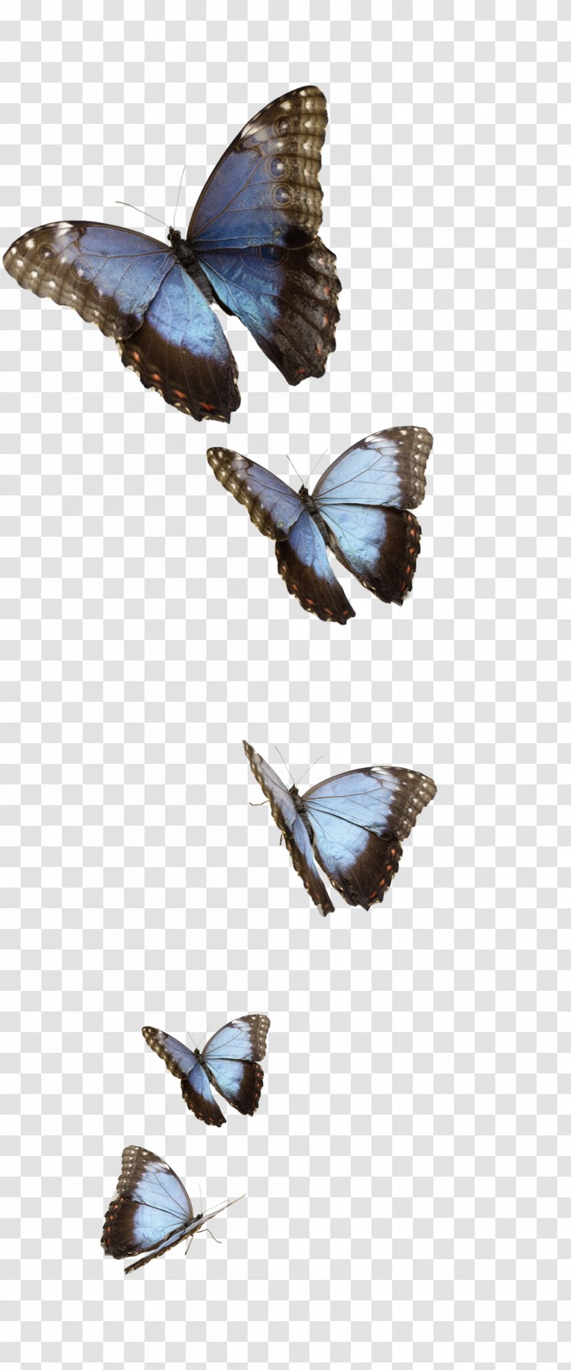 Monarch Butterfly Morpho Peleides Moth Insect - Blue Transparent PNG