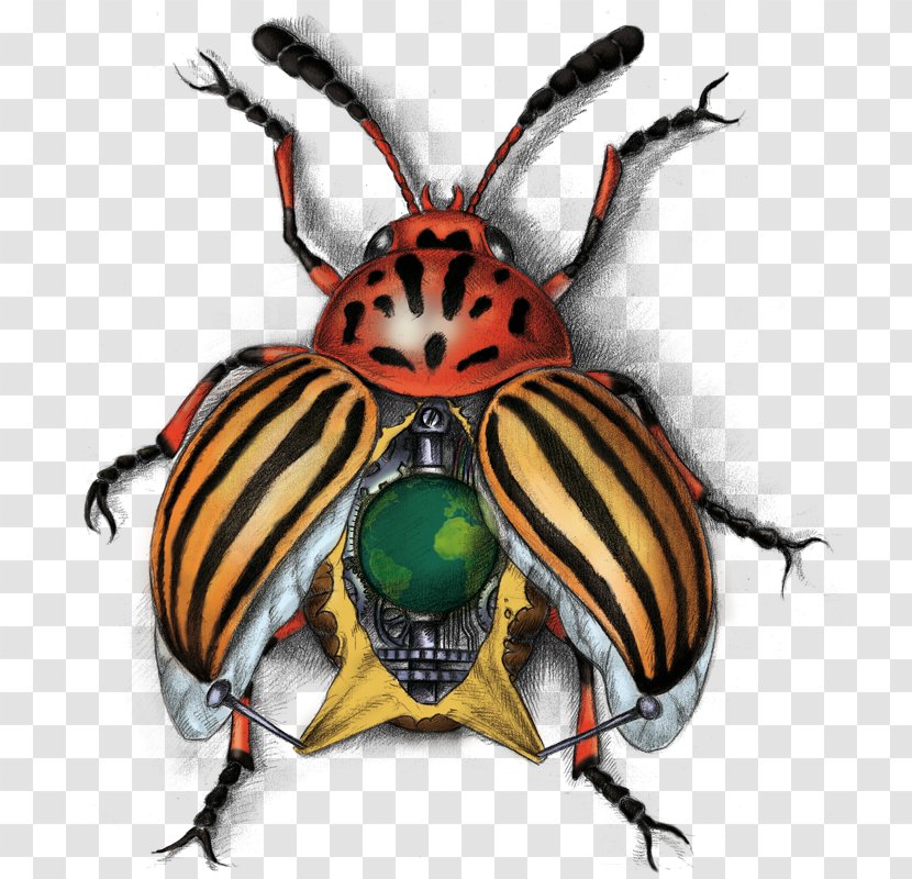 Weevil Insect Pollinator Scarab Transparent PNG