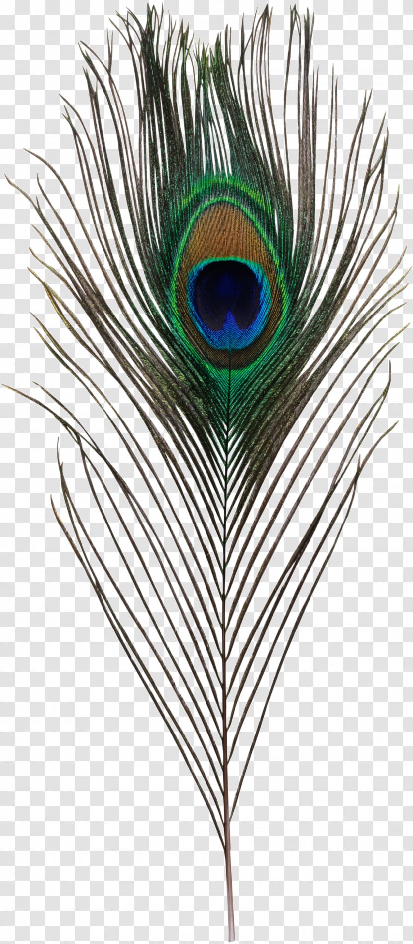 Bird Asiatic Peafowl Feather Simple Eye In Invertebrates - Color - Peacock Transparent PNG