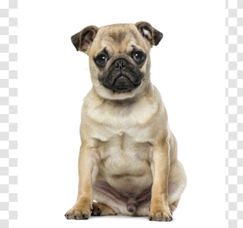 Pug French Bulldog Puppy Breed Transparent PNG