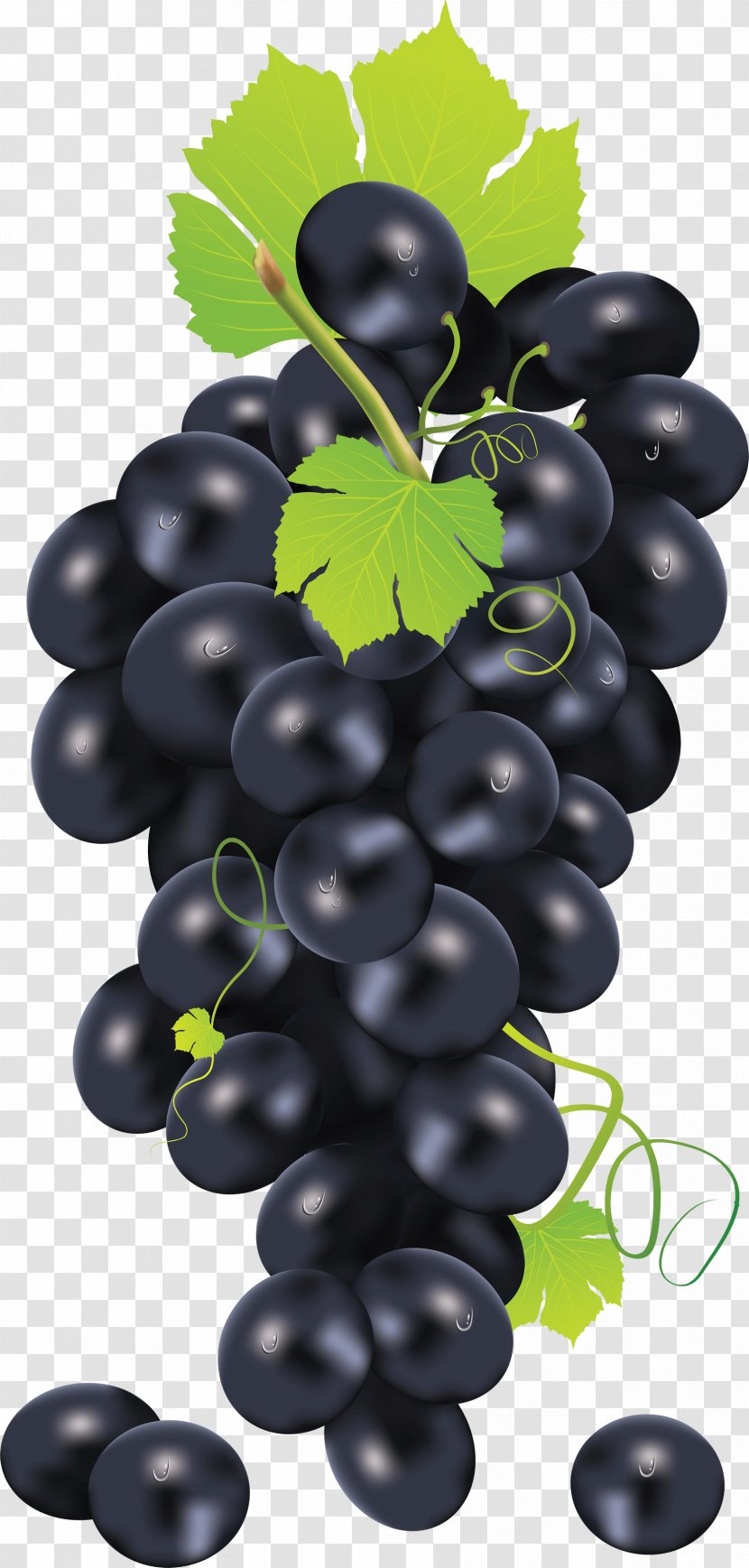 Common Grape Vine Clip Art - Vitis - Black Image Transparent PNG