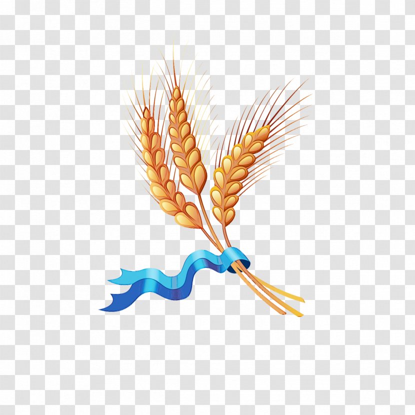 Orange - Watercolor - Tail Feather Transparent PNG