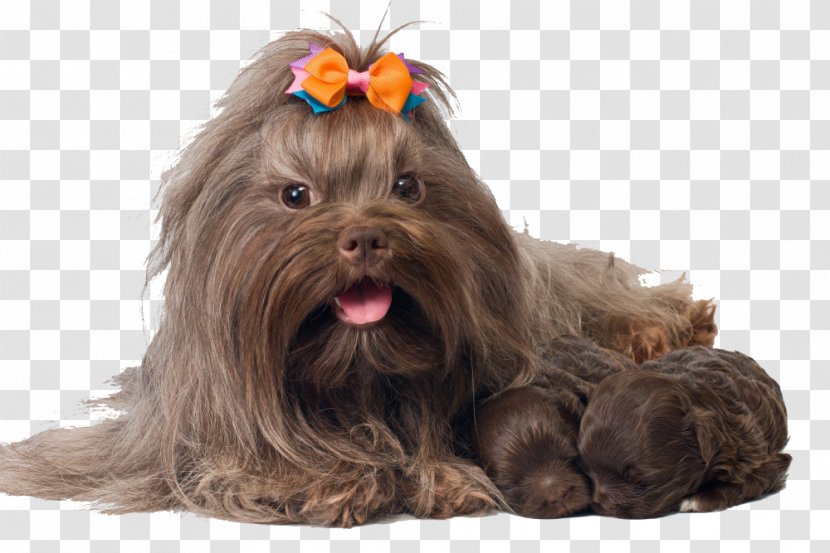 Yorkshire Terrier Bolonka Havanese Dog Shih Tzu Puppy - Companion Transparent PNG