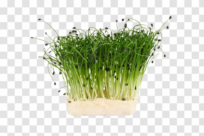 Herb Garden Cress Chives Sprouting Dill - Vegetable Transparent PNG