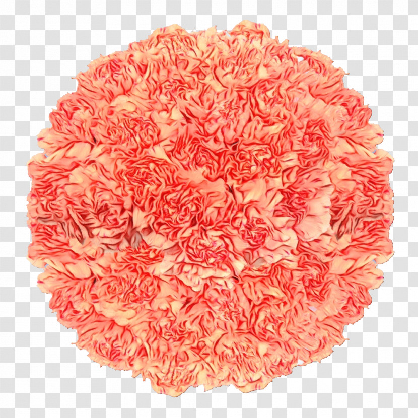 Carnation Cut Flowers Flower Global Rose.com Llc Transparent PNG