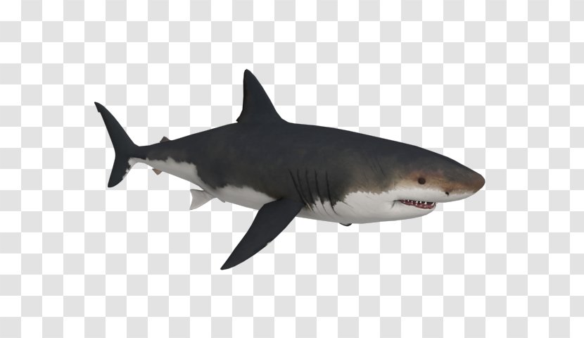 Tiger Shark Great White Megalodon Transparent PNG