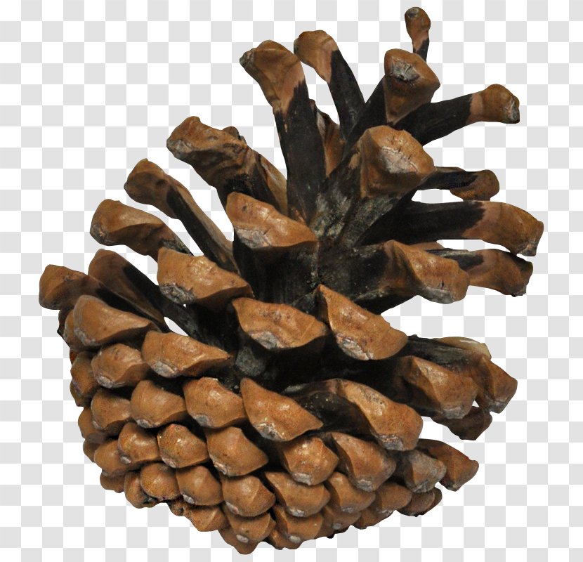 Pine Conifer Cone Cedar Clip Art - Fir - Family Transparent PNG