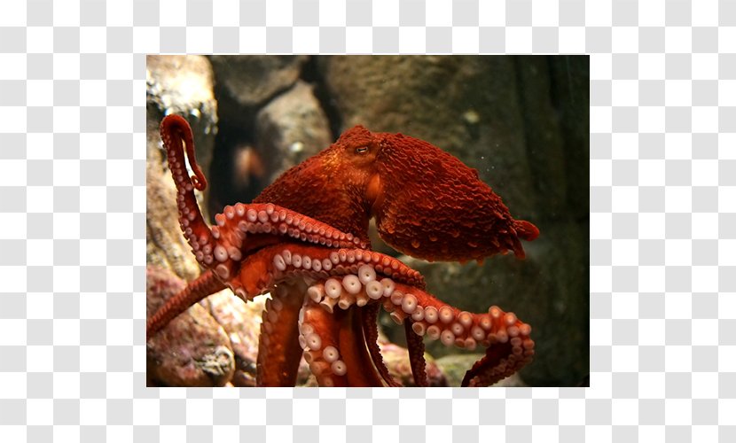 Giant Pacific Octopus Greater Blue-ringed Female Cephalopod - Animal - Biggest Transparent PNG