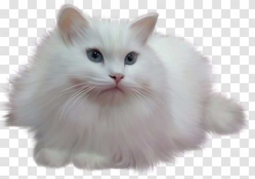Persian Cat Kitten - Asian Semi Longhair Transparent PNG