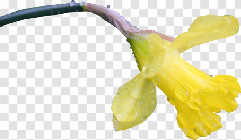 Flower Computer Software - Yellow - Daffodil Transparent PNG