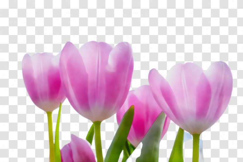 Tulip Plant Stem Crocus Pink M Bud - Closeup - Perennial Wildflower Transparent PNG