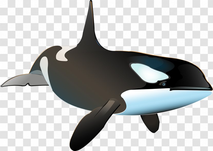 Killer Whale Porpoise Shark Dolphin - Fin Transparent PNG
