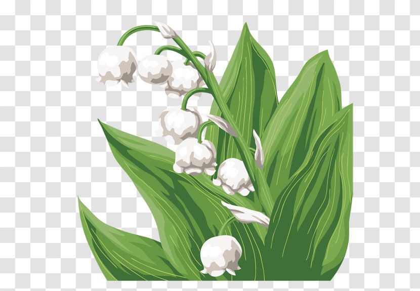Lily Of The Valley Cut Flowers Flower Bouquet Floral Design - Leaf Transparent PNG