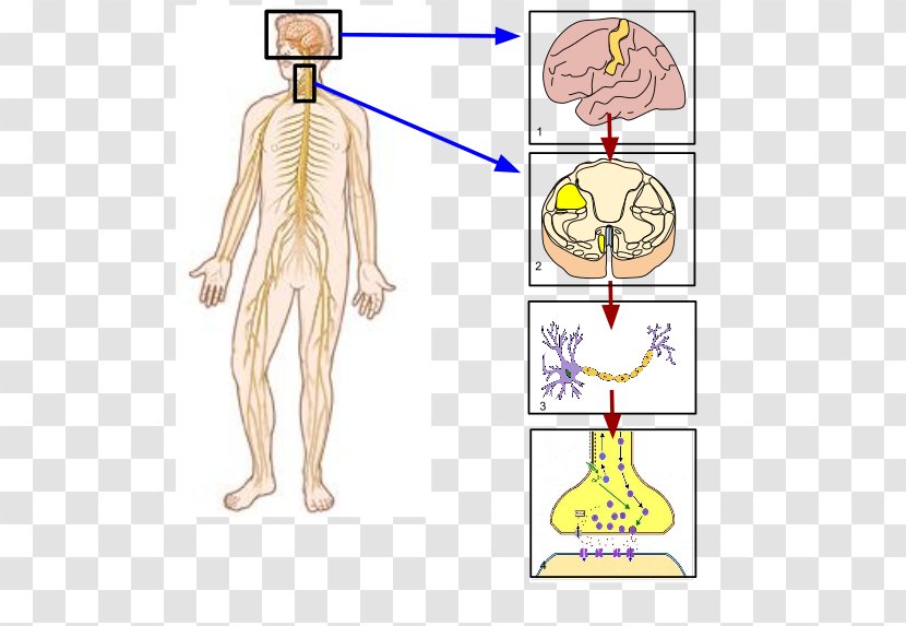 Somatic Nervous System Peripheral Nerve Human Body - Frame - Brain Transparent PNG