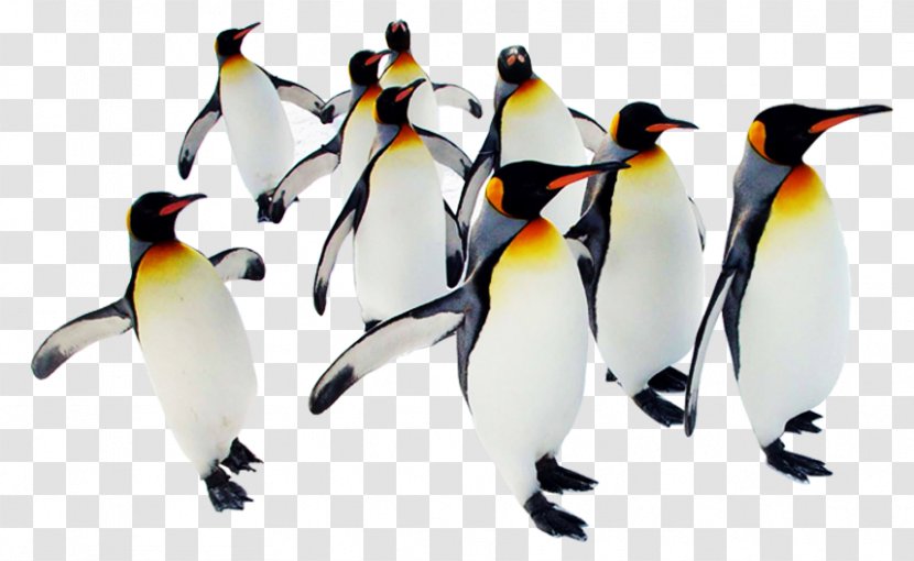 Asahiyama Zoo Mount Asahi Penguin Polar Bear - Travel - Antarctic Transparent PNG