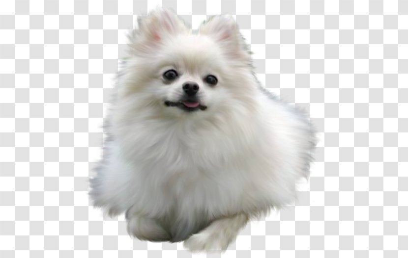 Pomeranian Maltese Dog Puppy Chow Border Collie - Shih Tzu Transparent PNG