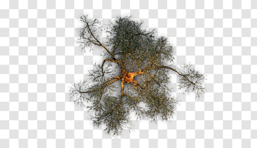 Twig Tree Pine - Color Transparent PNG