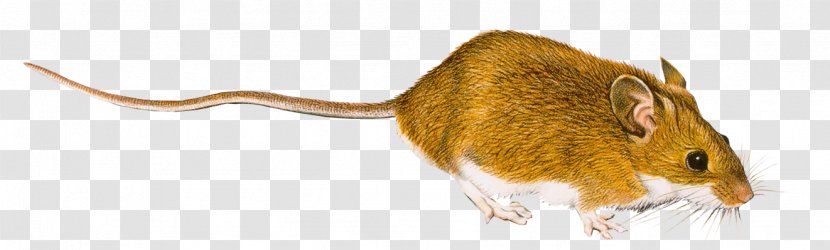 Rat Computer Mouse Clip Art Transparent PNG