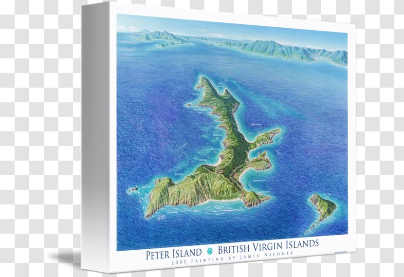 Peter Island Gallery Wrap Marine Mammal Canvas Art - Virgin Islands Transparent PNG