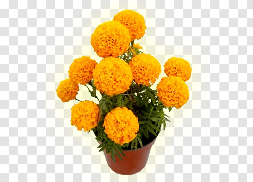 Mexican Marigold Flower Cadaver Seed Calendula Officinalis - Carnation - Flor Transparent PNG