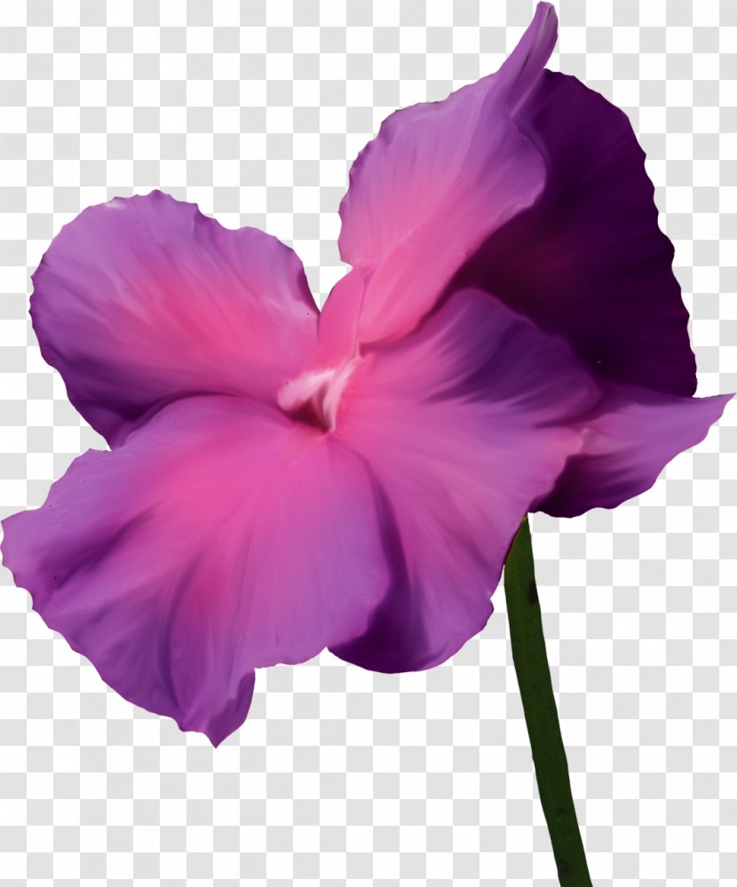 Violet Lilac Flower Purple Transparent PNG