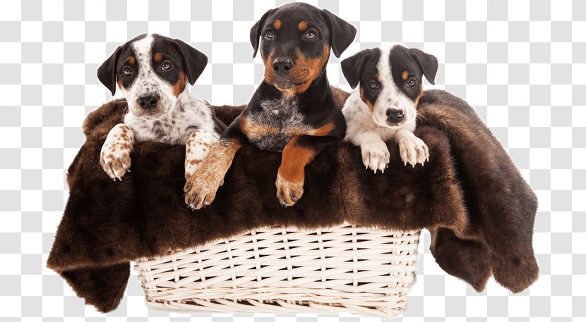 Rottweiler Puppy Australian Shepherd Bulldog Border Collie - Carnivoran Transparent PNG