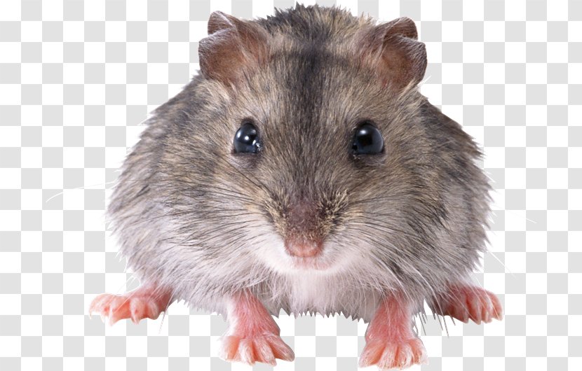 Computer Mouse Rat Rodent - Organism - Ga Transparent PNG