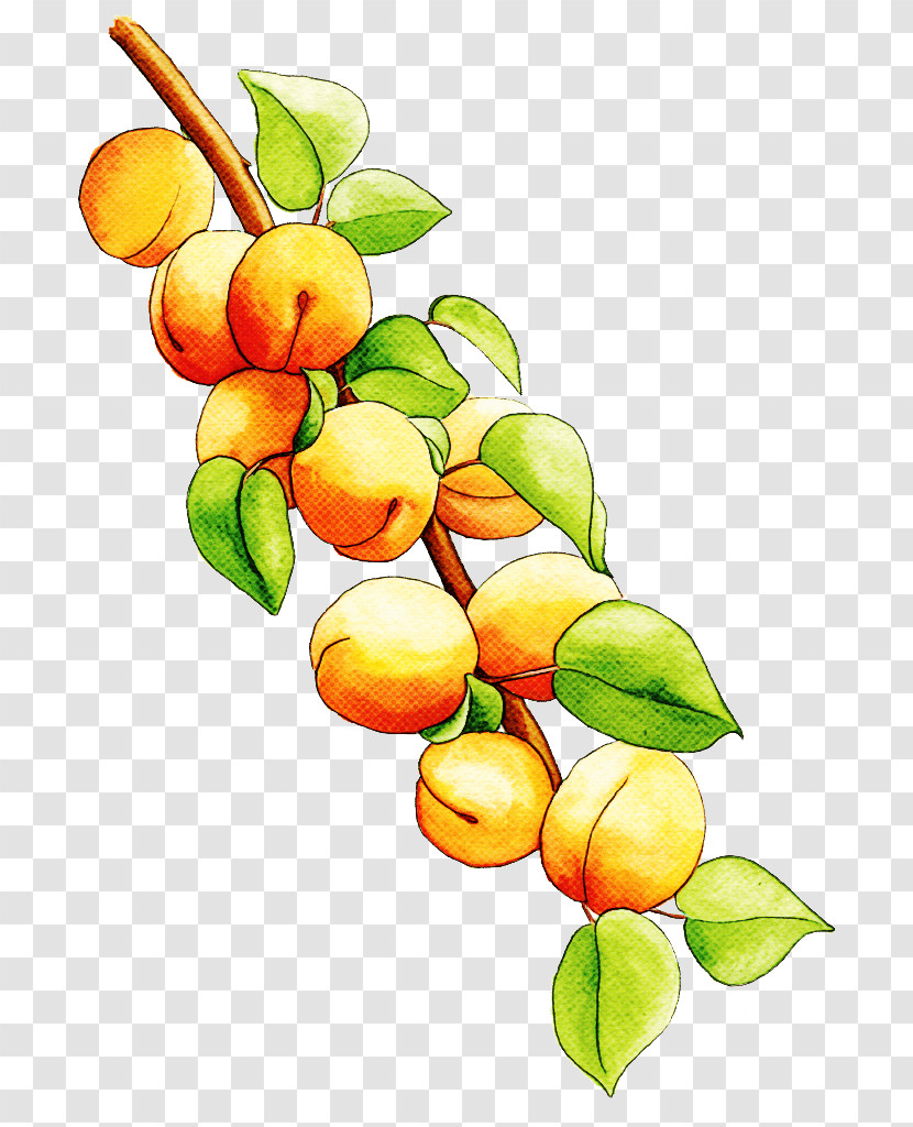 Fruit Tree Transparent PNG