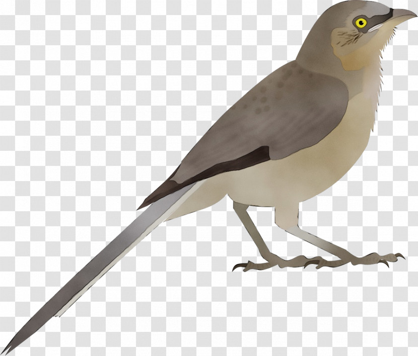 Bird Beak Northern Mockingbird Perching Bird Songbird Transparent PNG