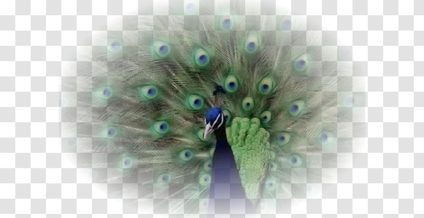 Bird Animaatio England - Giphy - Tavus Kuşu Transparent PNG