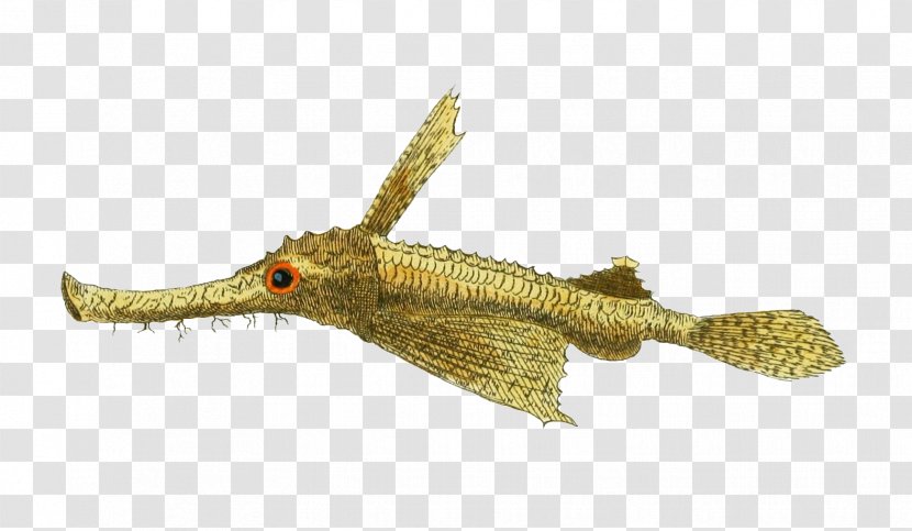 Little Dragonfish Drawing Image Illustration Pegasidae - Line Art - Reusable Transparent PNG
