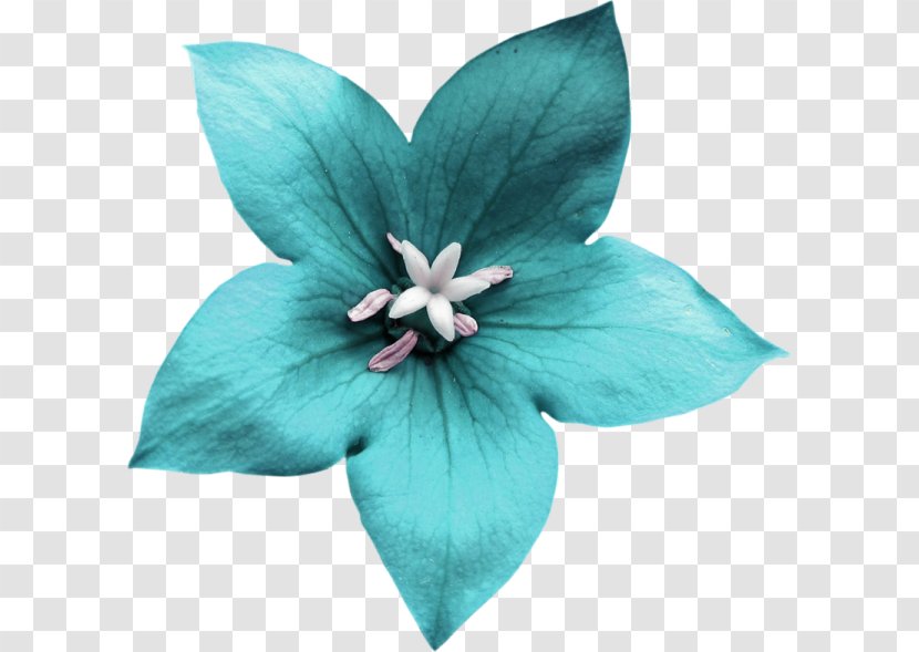 Blue Flower Transparent PNG