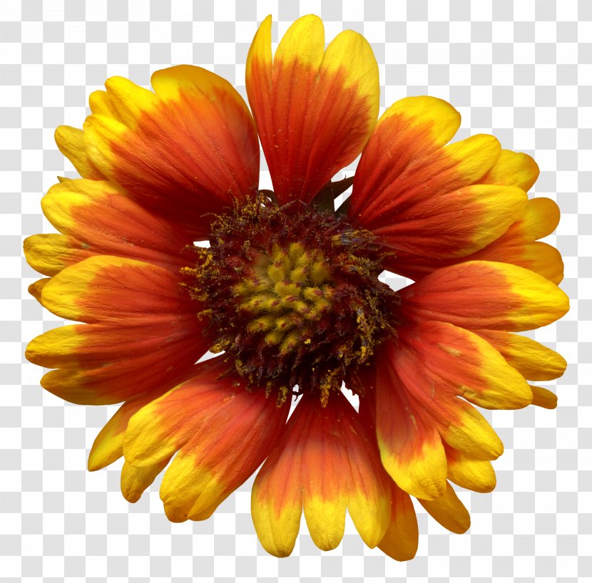 Common Sunflower - Blanket Flowers - Flower Transparent PNG
