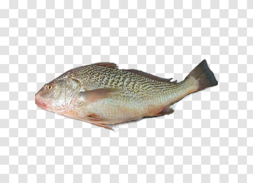 Tilapia Fish Products Northern Red Snapper Transparent PNG