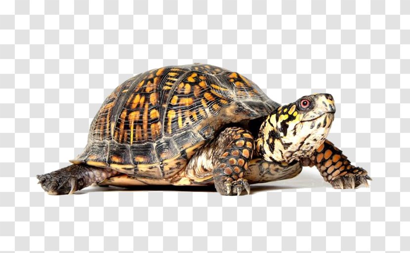 Eastern Box Turtle Reptile Tortoise Shell - Terrestrial Animal - Rog Transparent PNG