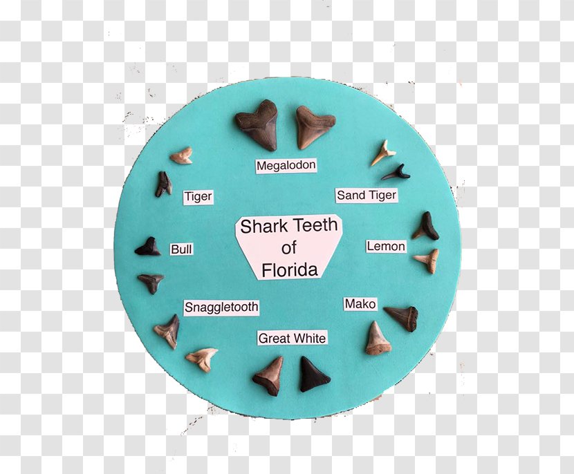 Shark Tooth Venice Beach Fossil Transparent PNG