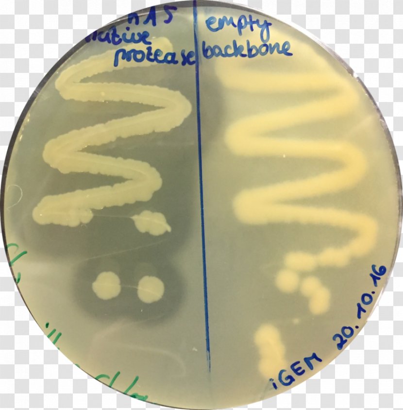 Agar Plate Protease Petri Dishes Assay - Subtilis Transparent PNG