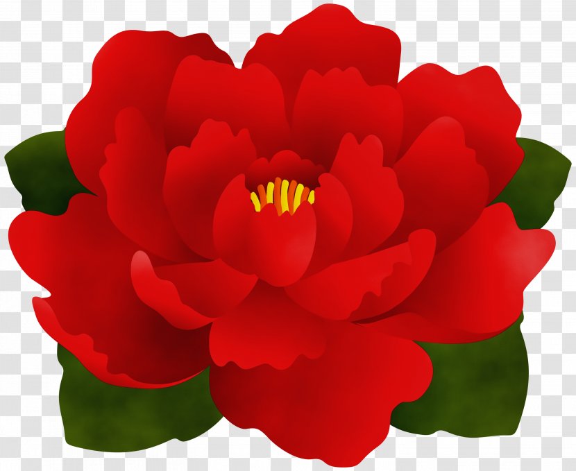 Garden Roses - Begonia - Rose Family Transparent PNG