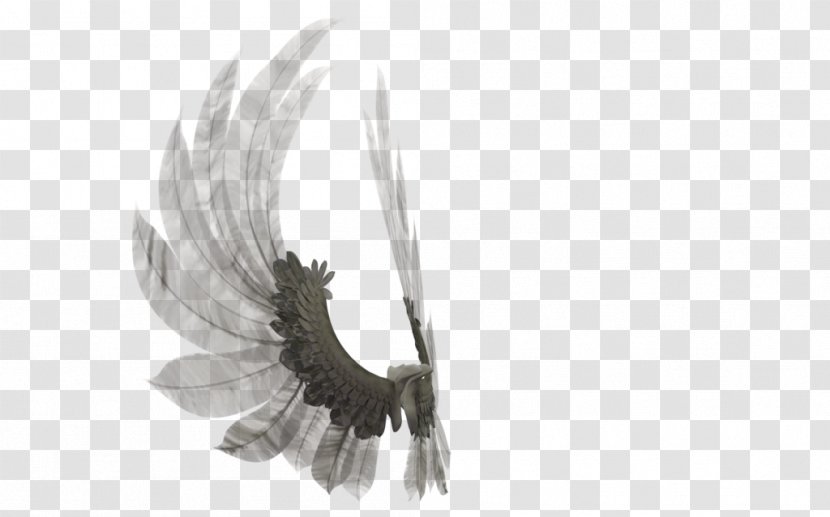 Eagle Beak Feather - Bird - Angel Feathers Transparent PNG