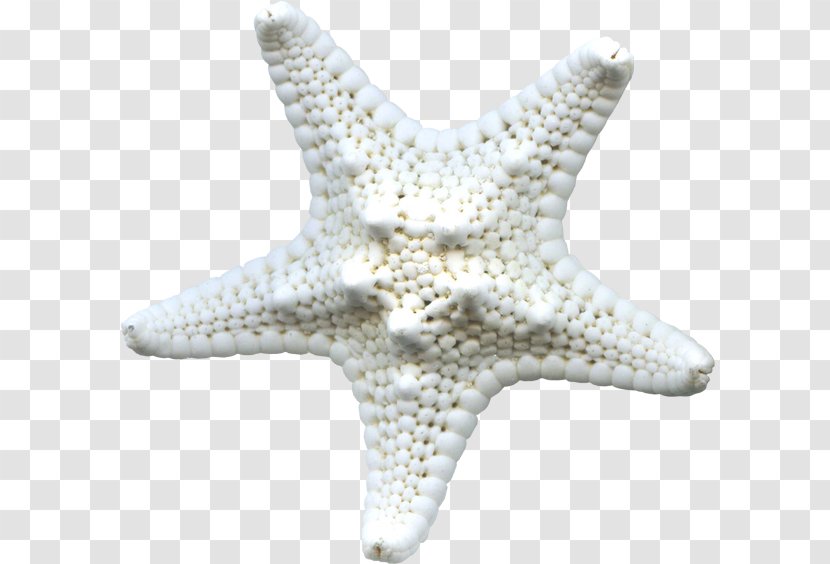 Starfish Icon - Echinoderm Transparent PNG