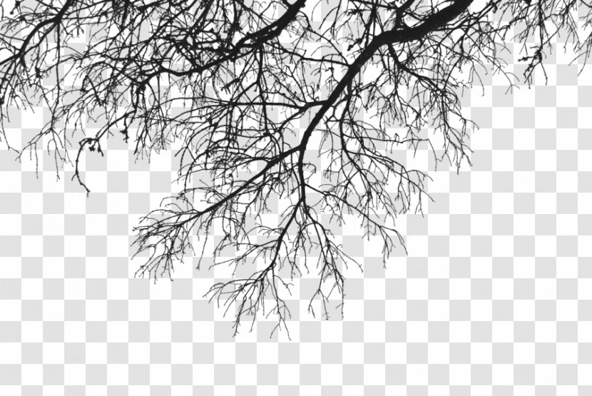 Branch Tree Clip Art - Woody Plant Transparent PNG