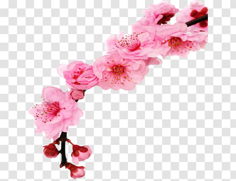 Cherry Blossom Floral Design Flower Royalty-free - Branch Transparent PNG