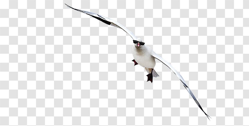 Snow Goose Hunting Decoy White Rock - Bird Transparent PNG