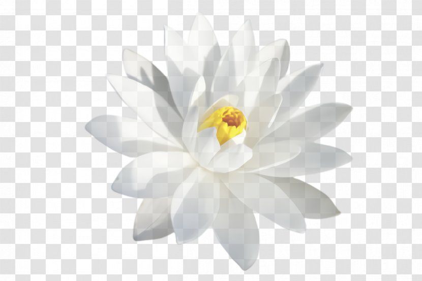 White Flowering Plant Petal Flower Aquatic - Sacred Lotus - Family Transparent PNG