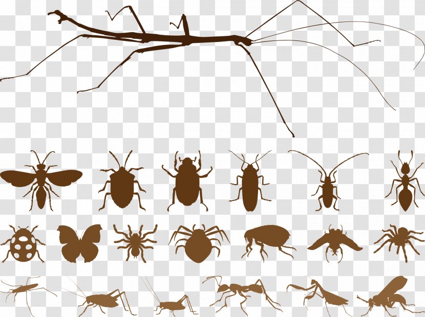 Mosquito Insect Spider Euclidean Vector - Pest - Silhouettes Brown Transparent PNG